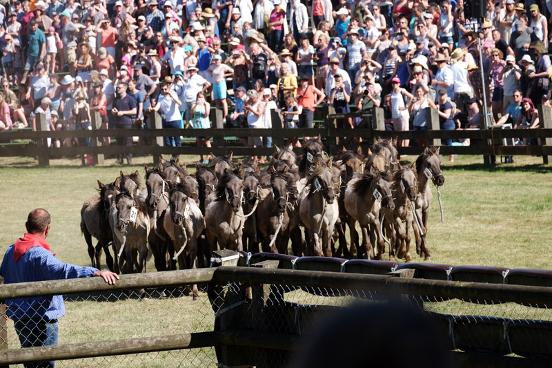  Wildpferdefang am 27. Mai 2017 - Fotos 4 - Medienwerkstatt-Wissen Bildidee 