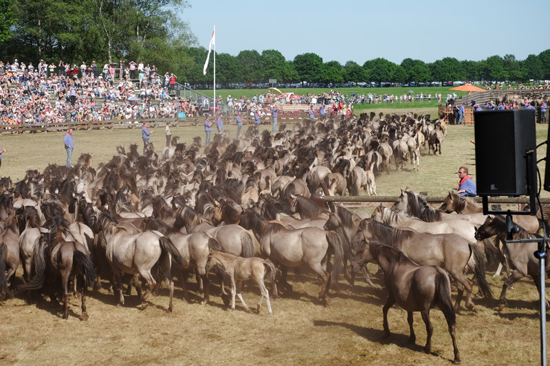  Wildpferdefang am 27. Mai 2017 - Fotos 5 - Medienwerkstatt-Wissen Bildidee 