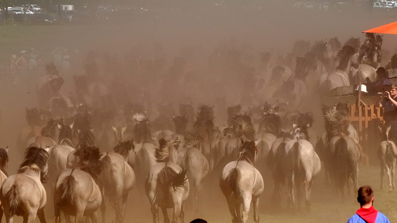  Wildpferdefang am 27. Mai 2017 - Fotos 5 - Medienwerkstatt-Wissen Motiv 