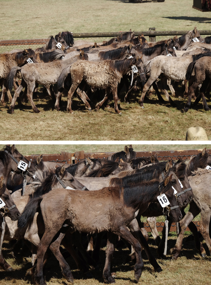  Wildpferdefang am 27. Mai 2017 - Fotos 5 - Medienwerkstatt-Wissen Motiv 