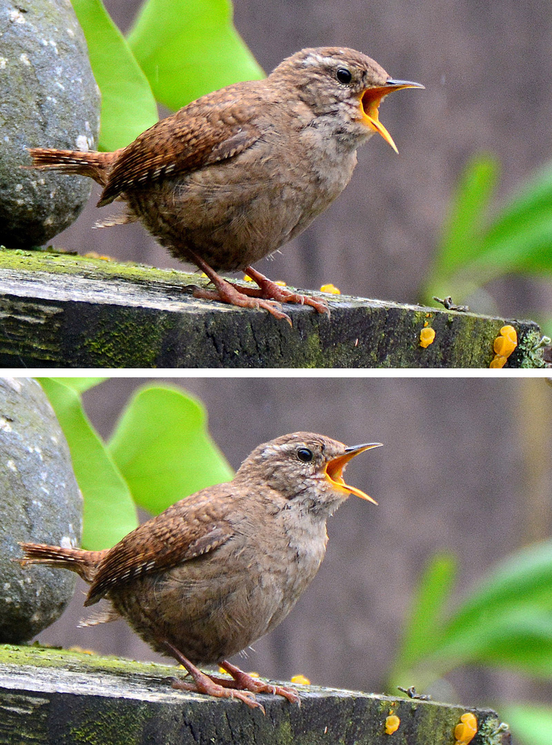 Zaunkönig Fotos 2 MedienwerkstattWissen © 20062025 Medienwerkstatt