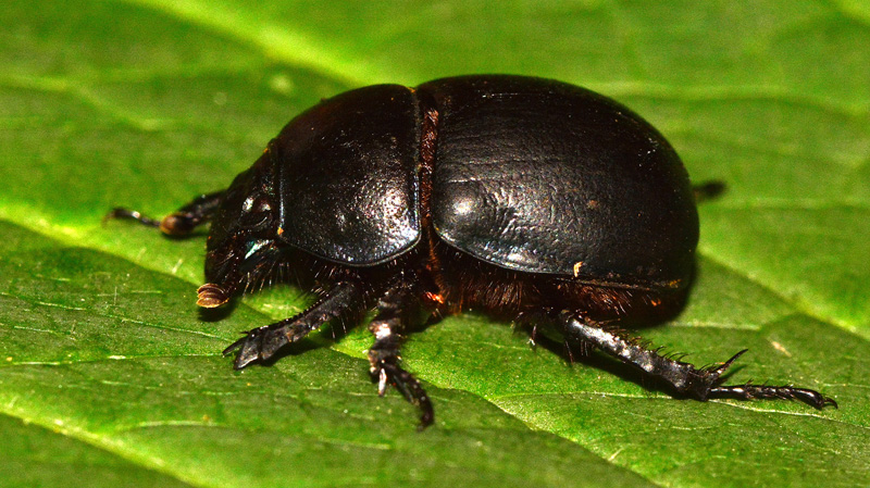 Waldmistkäfer allgemein MedienwerkstattWissen © 20062025