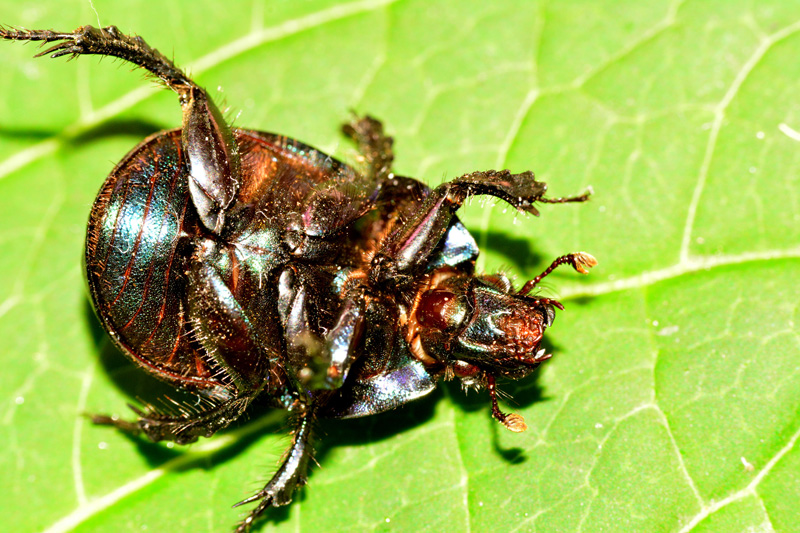 Waldmistkäfer allgemein MedienwerkstattWissen © 20062025