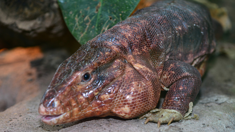 Roter Teju MedienwerkstattWissen © 20062024 Medienwerkstatt