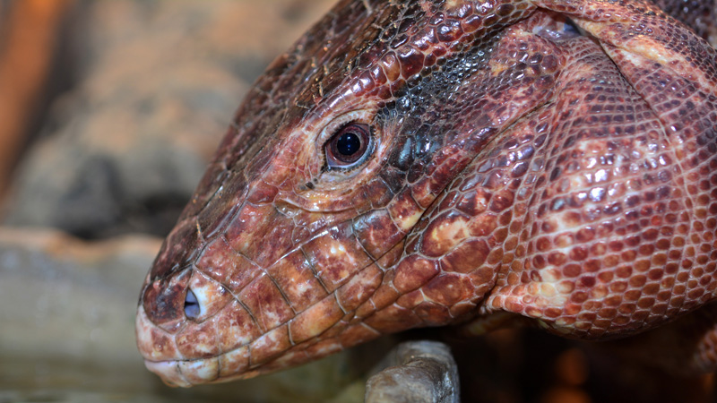 Roter Teju MedienwerkstattWissen © 20062024 Medienwerkstatt