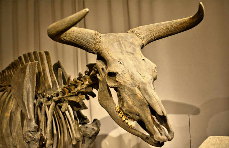 Auerochse (Ur) MedienwerkstattWissen © 20062025 Medienwerkstatt