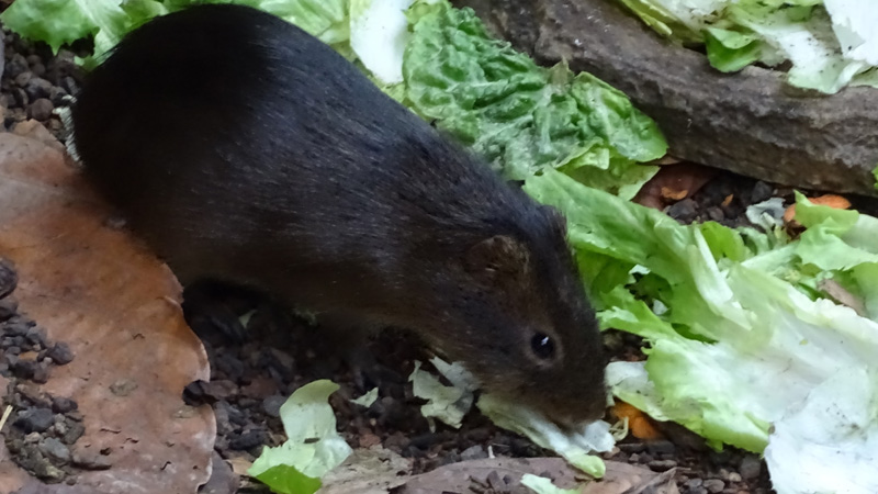 Sumpfmeerschweinchen MedienwerkstattWissen © 20062025 Medienwerkstatt