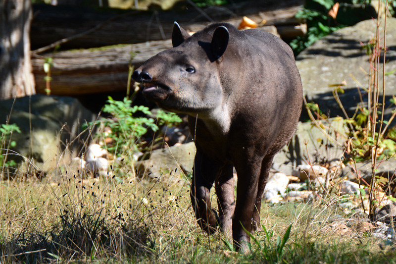 Flachlandtapir Fotos 2 MedienwerkstattWissen © 20062024