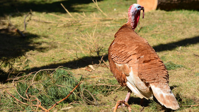 Truthuhn - Fotos - Medienwerkstatt-Wissen © 2006-2023 Medienwerkstatt