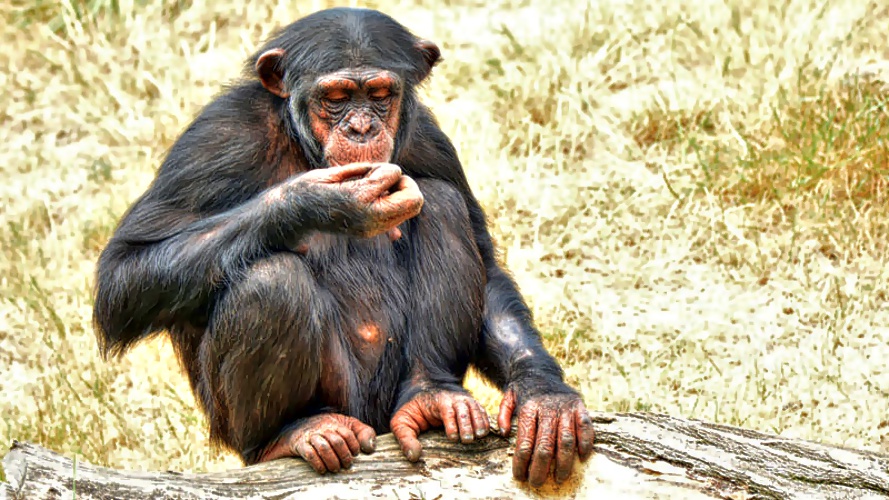 Schimpanse Fotos 15 MedienwerkstattWissen © 20062023