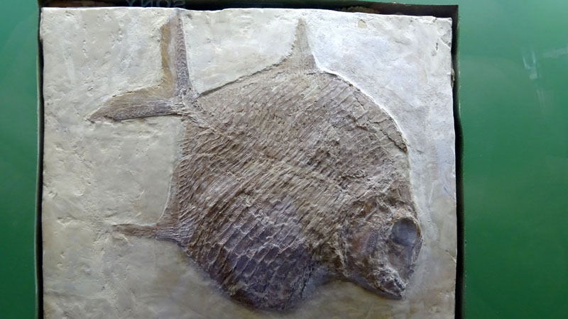 Fossilium Fotos 6 MedienwerkstattWissen © 20062024 Medienwerkstatt