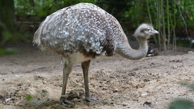 Nandu MedienwerkstattWissen © 20062024 Medienwerkstatt