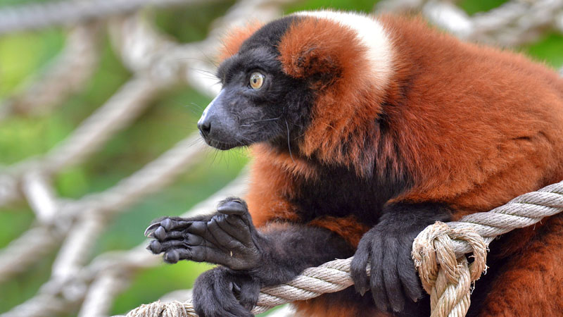 Roter Vari allgemein MedienwerkstattWissen © 20062024 Medienwerkstatt