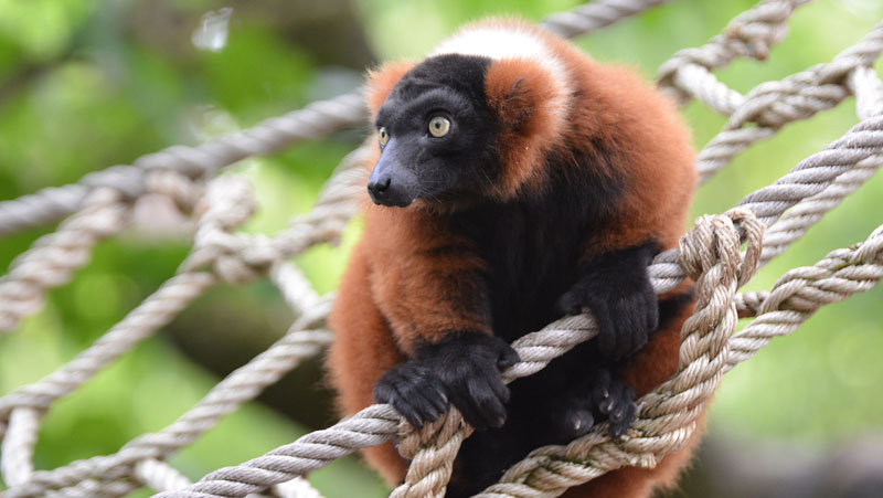 Roter Vari allgemein MedienwerkstattWissen © 20062024 Medienwerkstatt