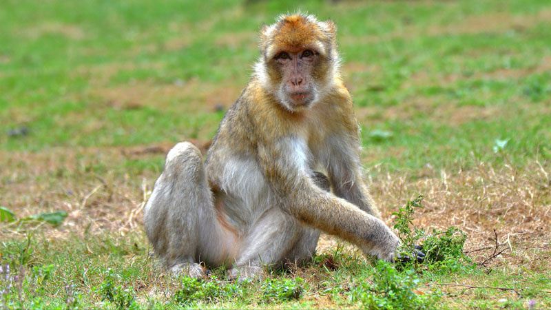 Berberaffe allgemein MedienwerkstattWissen © 20062024 Medienwerkstatt