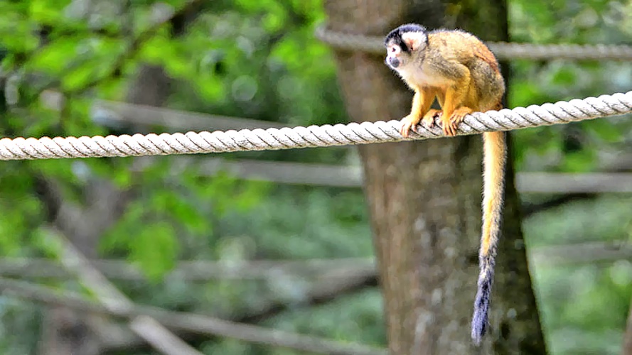 Bolivianischer Totenkopfaffe allgemein MedienwerkstattWissen