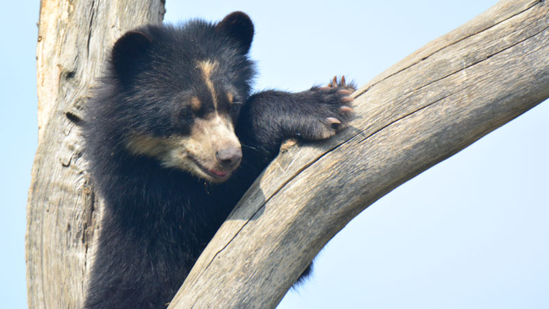 Brillenbär Fotos 3 MedienwerkstattWissen © 20062025 Medienwerkstatt