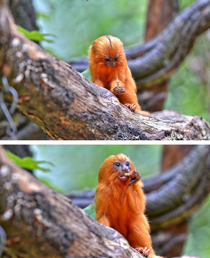 GoldgelbesLöwenäffchen Fotos 1 MedienwerkstattWissen © 20062025