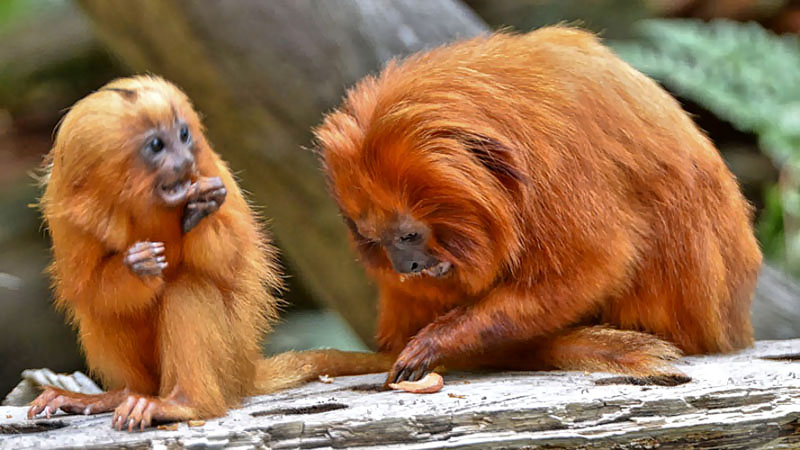 GoldgelbesLöwenäffchen Fotos 3 MedienwerkstattWissen © 20062023