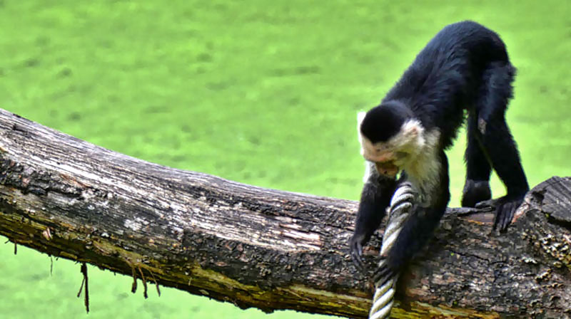 WeißschulterKapuzineraffe Fotos 1 MedienwerkstattWissen © 2006