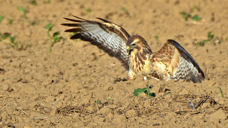 Mäusebussard im An und Abflug Fotos 1 MedienwerkstattWissen