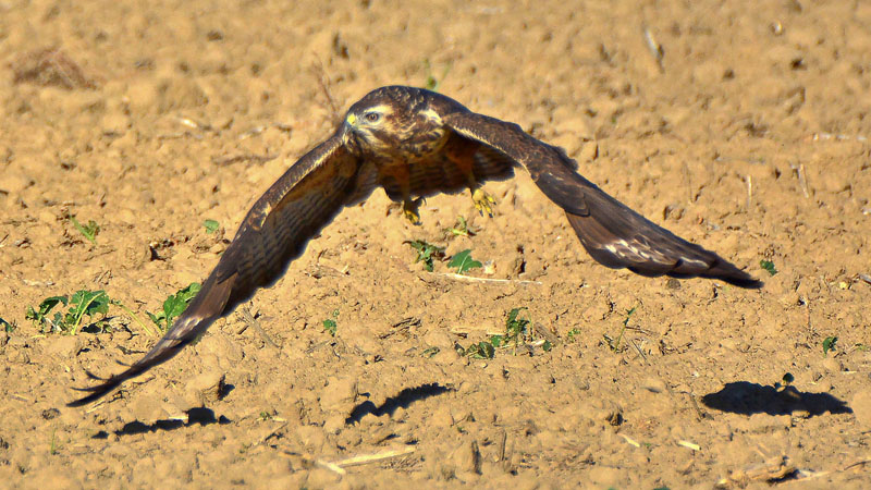 Mäusebussard im An und Abflug Fotos 2 MedienwerkstattWissen