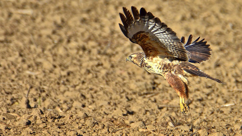 Mäusebussard im An und Abflug Fotos 5 MedienwerkstattWissen