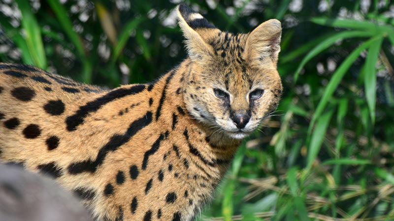 Serval allgemein MedienwerkstattWissen © 20062024 Medienwerkstatt