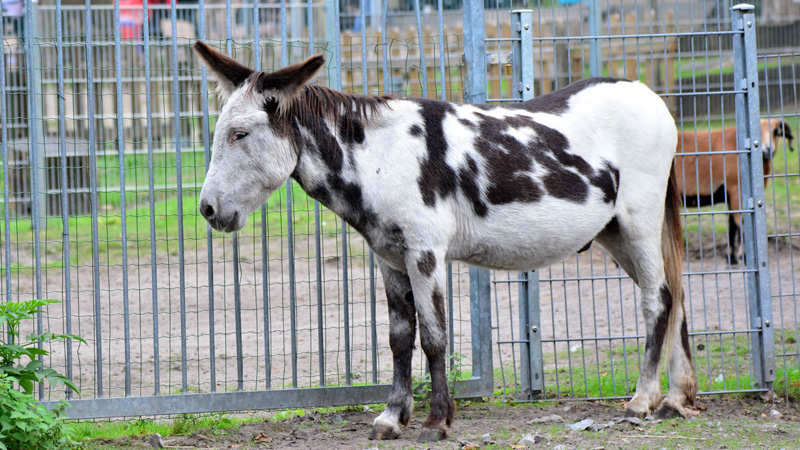 Hausesel MedienwerkstattWissen © 20062024 Medienwerkstatt