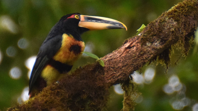 Halsbandarassari Fotos 1 MedienwerkstattWissen © 20062024