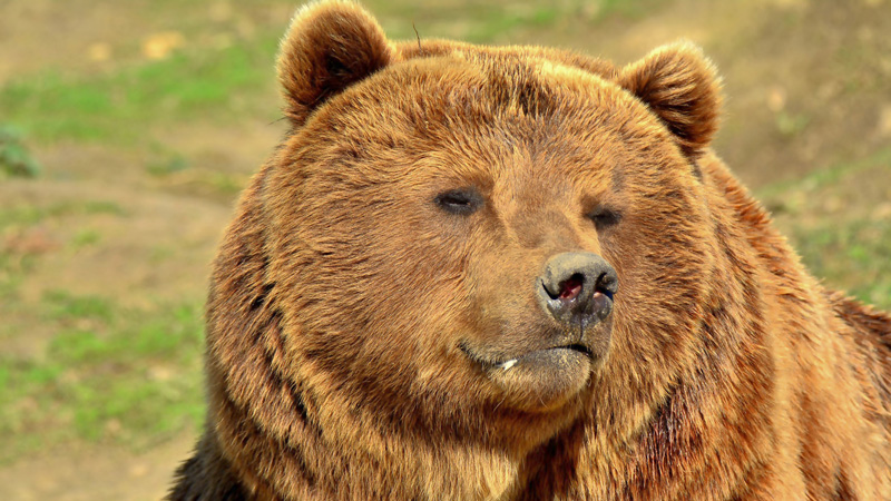 Kamtschatkabär Fotos 11 MedienwerkstattWissen © 20062023