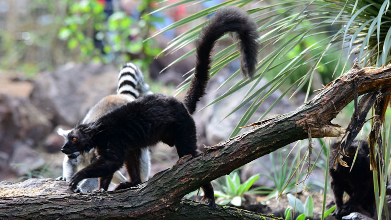 Mohrenmaki Fotos 1 MedienwerkstattWissen © 20062025 Medienwerkstatt