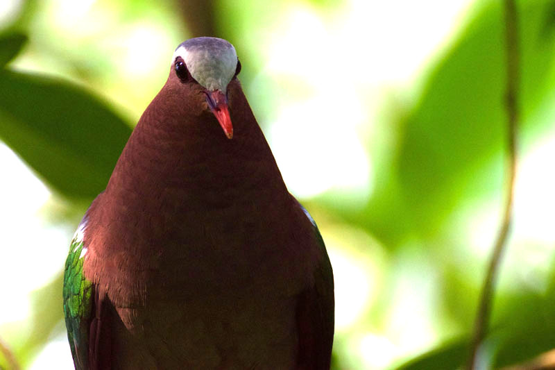 Socorrotaube Fotos MedienwerkstattWissen © 20062024 Medienwerkstatt