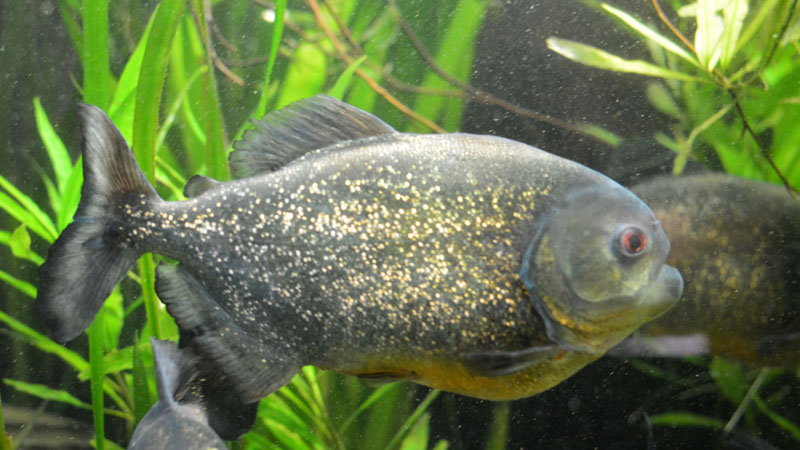 Piranha MedienwerkstattWissen © 20062024 Medienwerkstatt