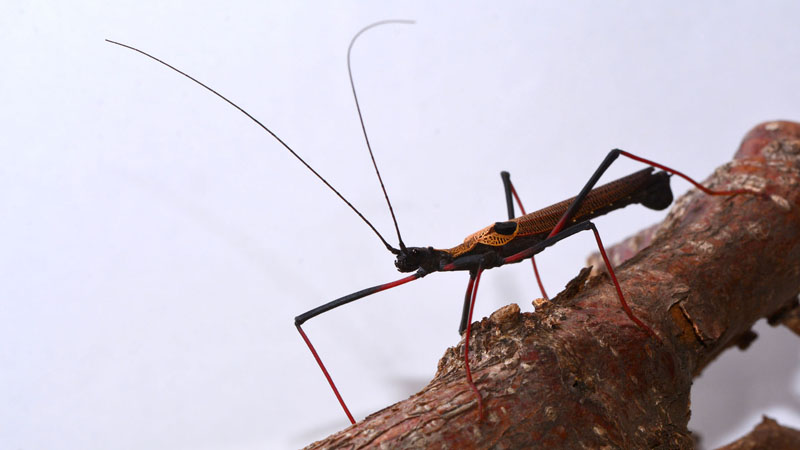 Pseudophasma scabriusculum allgemein MedienwerkstattWissen © 2006