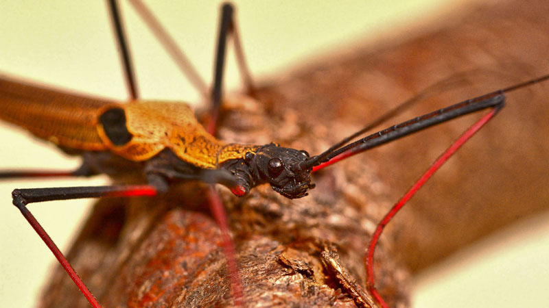 Pseudophasma scabriusculum Fotos MedienwerkstattWissen © 20062024