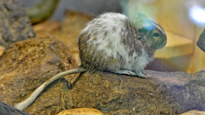 Gewöhnlicher Degu Fotos MedienwerkstattWissen © 20062024