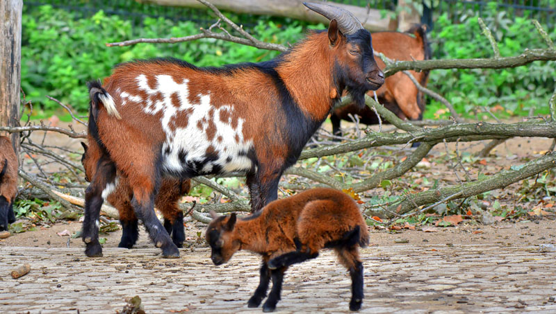 Hausziege - Fotos 1 - Medienwerkstatt-Wissen © 2006-2026 Medienwerkstatt