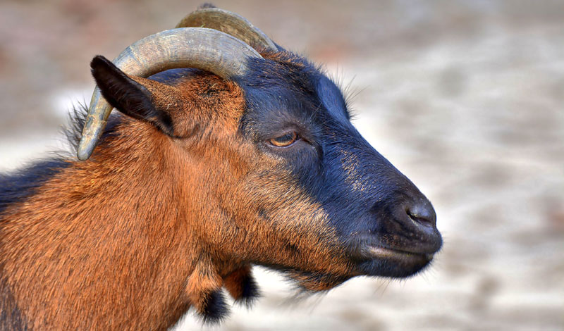 Hausziege - Fotos 1 - Medienwerkstatt-Wissen © 2006-2026 Medienwerkstatt