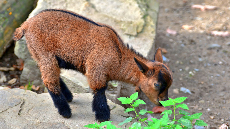 Hausziege - Fotos 1 - Medienwerkstatt-Wissen © 2006-2026 Medienwerkstatt