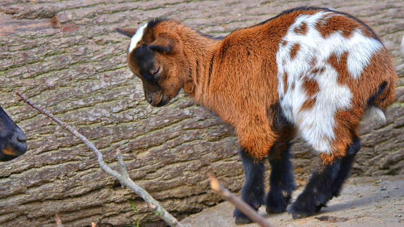 Hausziege - Fotos 2 - Medienwerkstatt-Wissen © 2006-2024 Medienwerkstatt