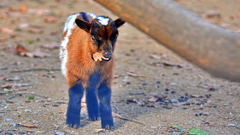 Hausziege - Fotos 2 - Medienwerkstatt-Wissen © 2006-2024 Medienwerkstatt