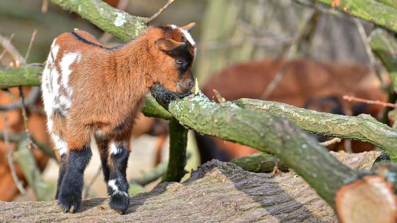 Hausziege - Fotos 2 - Medienwerkstatt-Wissen © 2006-2024 Medienwerkstatt