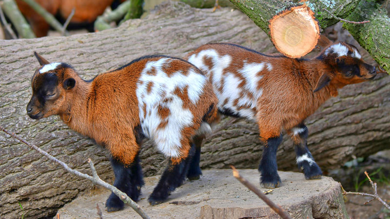 Hausziege - Fotos 2 - Medienwerkstatt-Wissen © 2006-2024 Medienwerkstatt