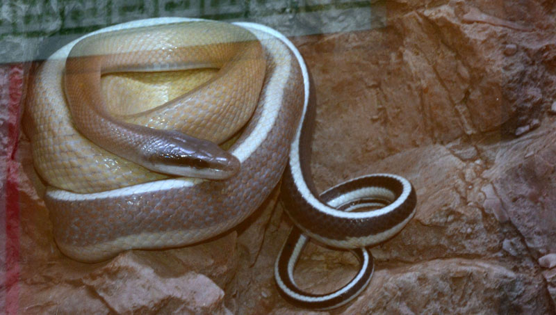 HöhlenSchönnatter Fotos 1 MedienwerkstattWissen © 20062024