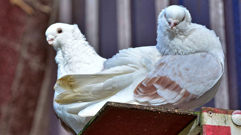 Altdeutsches Mövchen Fotos 1 MedienwerkstattWissen © 20062023