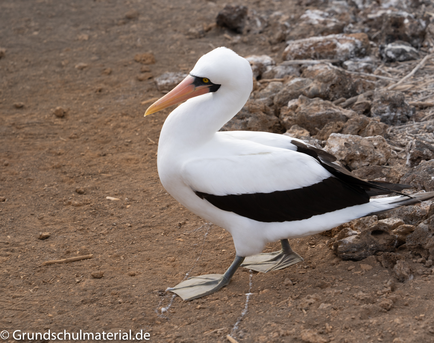 Maskentölpel auf den Galapagos Inseln MedienwerkstattWissen © 2006
