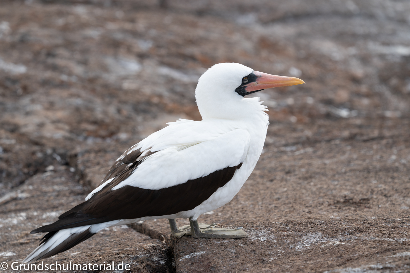 Maskentölpel auf den Galapagos Inseln MedienwerkstattWissen © 2006