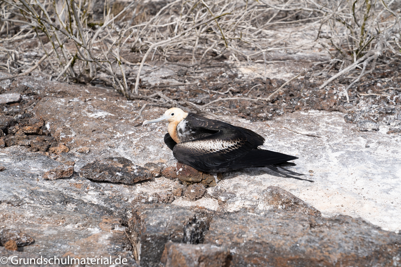 Galapagos Albatros MedienwerkstattWissen © 20062025 Medienwerkstatt
