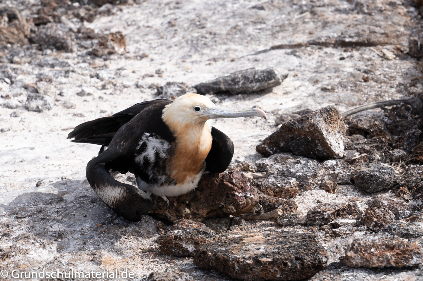 Galapagos Albatros MedienwerkstattWissen © 20062025 Medienwerkstatt